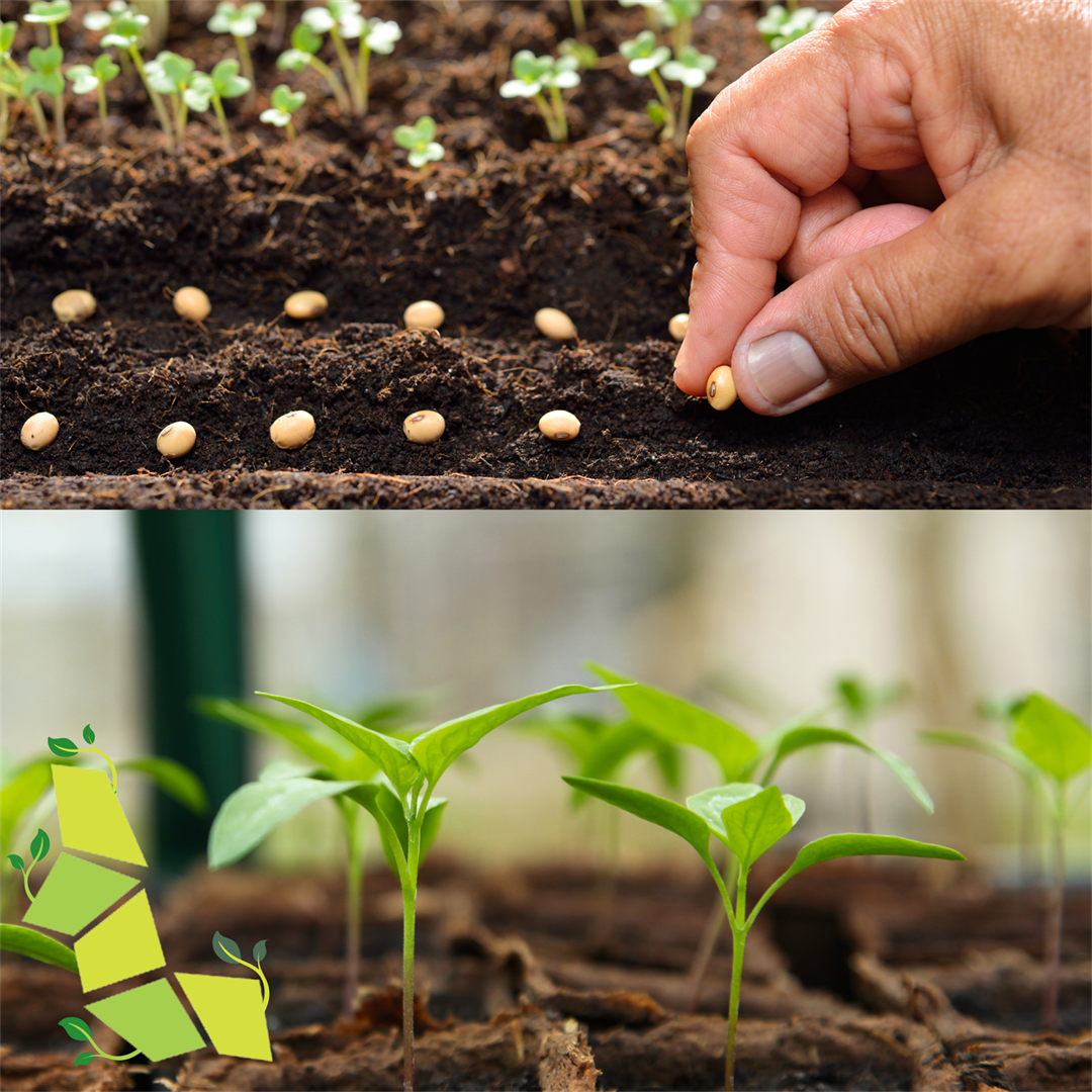 Grow Love Seed Balls – The Library Store